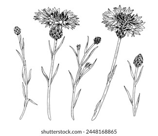 Cornflower Set Vector outline illustration. Hand drawn clipart of medicinal flowers and herbs. Black line art of officinalis knapweeds. Drawing on isolated white background. For monochrome prints