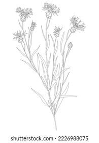 Cornflower, a sketched botanical sketch. An old sketch drawing, plants of wild flora. Detailed engraving. Hand-drawn vector illustration of a wildflower isolated on a white background