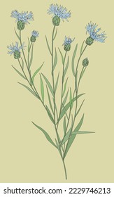 Cornflower, a sketched botanical sketch. An old sketch drawing, plants of wild flora. Detailed engraving. Hand-drawn vector illustration of a wildflower isolated on a white background