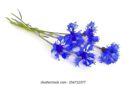 Cornflower. Vector illustration.