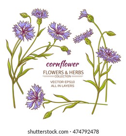 cornflower vector set