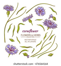 cornflower vector set
