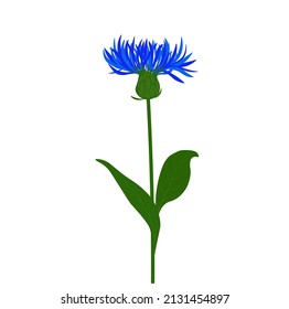 Cornflower vector stock illustration. Blue meadow flower. A field plant. Isolated on a white background.