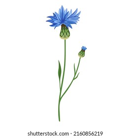 Cornflower wild plant. Centaurea cyanus, blue corn flower, bachelor's button. Botanical vector illustration, isolated on white background. Hand drawn flat decorative element.