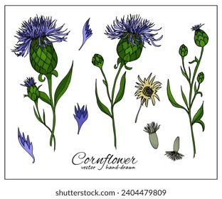 Cornflower wild plant. Centaurea cyanus, blue corn flower, bachelor's button. Botanical vector illustration, isolated on white background. Hand drawn flat decorative elements for botany books