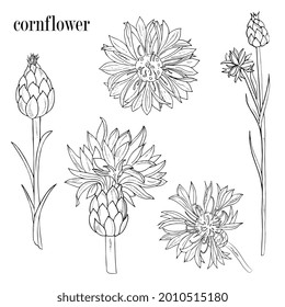 cornflower wildflowers set. Hand drawing in ink, artline, sketch.