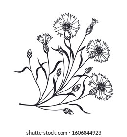 Cornflowers. eps10 vector stock illustration. hand drawing