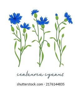 Cornflowers field vector set. Summer wild meadow flowers, honey plant illustration. Knapweed blue collection isolated on white. Centaurea botanical floral design elements