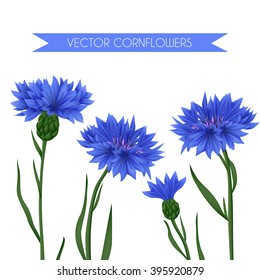 Cornflowers field wild flowers vector set