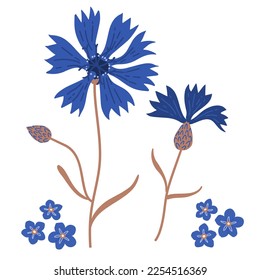 Cornflowers and forget-me-nots blue flowers. Dark blue flowers isolated on white. Hand drawn illustration.