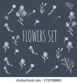 cornflowers handdrawn vecror set. monochrome artistic botanical illustration