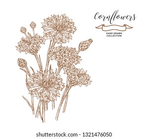Cornflowers isolated on white background. Medical herbs. Hand drawn vector illustration.