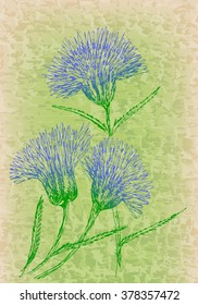 Cornflowers on grunge texture. Vintage floral decor. 