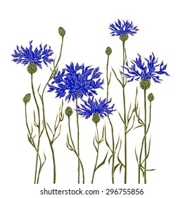 Cornflowers on a white background. Hand-drawn vector illustration.