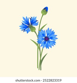 Cornflowers. Plant. Wild flowers. Vector color image.