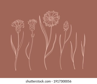 El juego de las flores de maíz. Color beige de la línea dibujada a mano sobre flores y hojas de nuez marrón, tallos y pétalos. Colección de plantas herbales y praderas, decoración de elementos florales vector ilustración botánica aislada