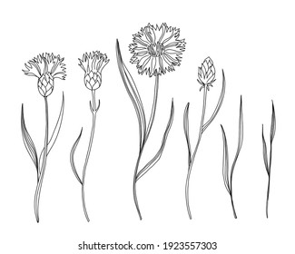 Cornflowers set. Hand drawn line black knapweed flowers and leaves, stem and petals. Herbal and meadow plant collection, decor floral elements vector isolated botanical illustration