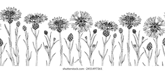 Borde de Vector de flores de maíz. Ilustración esquemática de Flores. Fondo sin costuras dibujado a mano para marcos y patrones. Línea negra de arte de hierbas. Dibujo de Knapweed en blanco aislado para tarjeta floral vintage