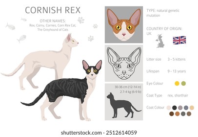 Cornish Rex Cat Clipart. Alle Fellfarben eingestellt.  Alle Katze Rassen Merkmale Infografik. Vektorgrafik