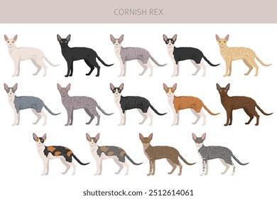 Cornish Rex Cat Clipart. Alle Fellfarben eingestellt.  Alle Katze Rassen Merkmale Infografik. Vektorgrafik