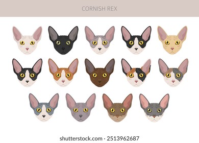 Cornish Rex Cat Clipart. Alle Fellfarben eingestellt.  Alle Katze Rassen Merkmale Infografik. Vektorgrafik