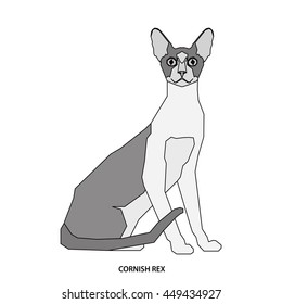 Cornish rex, Isolated cat breed, Vector illustration