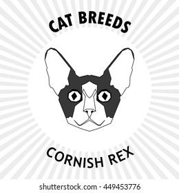 Cornish rex, Isolated cat breed, Vector illustration