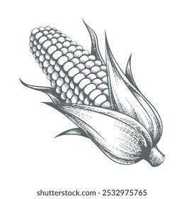 Corns etching on white. Corn cob engraving sketch isolated vector illustration