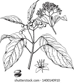 Cornus baileyi is native from Pennsylvania to Minnesota and Wyoming. It is an erect shrub with reddish branches, vintage line drawing or engraving illustration.