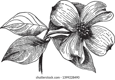 Cornus florida is flowering dogwood native to state the southeastern U S  bordering the Atlantic  the Straits Florida    the Gulf Mexico  vintage line drawing engraving illustration 