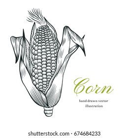 Corn.Vintage engraving. Vector illustration with corn on white background.Botanical engraving.