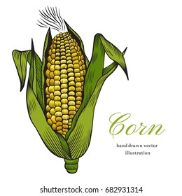 Corn.Vintage engraving. Vector illustration with corn on white background.Botanical engraving.