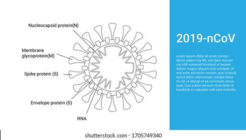 Estructura biológica del virus Corona, diagrama de ilustración vectorial etiquetado. Plano de aumento de sección transversal COVID-19. Epidemia peligrosa de brotes de bacterias, información educativa.