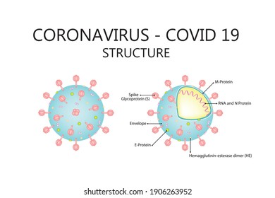 Corona virus covid19 structure. Vector illustration isolated on white background 