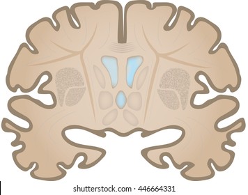 Coronal Brain Slice