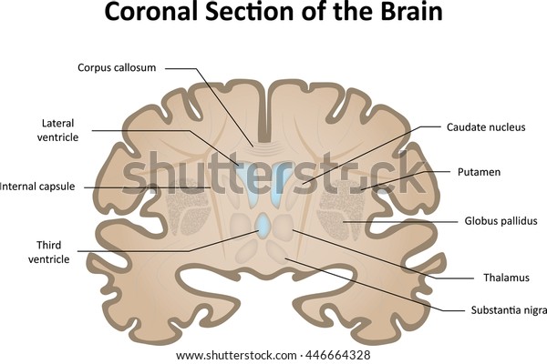 Coronal Section Brain Stock Vector (Royalty Free) 446664328