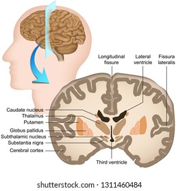 Coronal Section Of The Human Brain Medical Vector Illustration