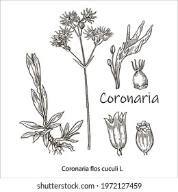Coronaria flos-cuculi. Hand drawn linear black ink sketch. Vector hand drawn herb. Botanical plant illustration. Vintage medicinal herb sketch.