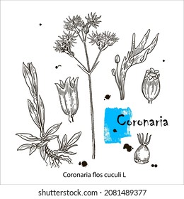 Coronaria flos-cuculi. Hand drawn linear black ink sketch. Vector hand drawn herb. Botanical plant illustration. Vintage medicinal herb sketch.