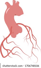 Coronary artery anatomy showing aorta and coronary arteries