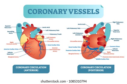 Coronary vessels anatomical health care vector illustration labeled diagram. Heart blood flow system with blood vessel scheme. Medical information poster.