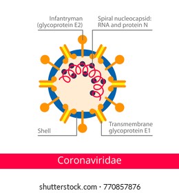 Coronaviridae. Classification of viruses. Vector biology icons, medical virus icons.