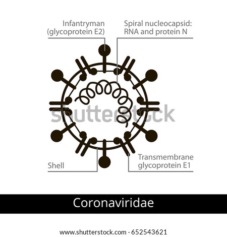Coronaviridae. Classification of viruses. Vector biology icons, medical virus icons. Stock photo © 