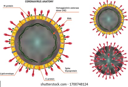 Coronavirus Anatomy. Virus Cell Structure With Proteins, RNA And Cell Envelope