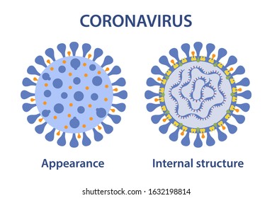 Coronavirus appearance and internal structure. MERS-Cov (middle East respiratory syndrome coronavirus), 2019-nCoV. Vector illustration in flat style on white background. 