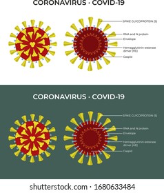 Coronavirus cell structure concept /illustration of 2020 Novel coronavirus showing single-stranded RNA genome and spike, membrane and envelope proteins of the virus.