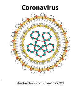 Coronavirus COVID-19 color vector illustration