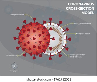 Coronavirus oder Covid19 oder Sar COV 2 Querschnitt Modell. Coronavirus - Umentwickelte Virusstruktur, Vektorgrafik