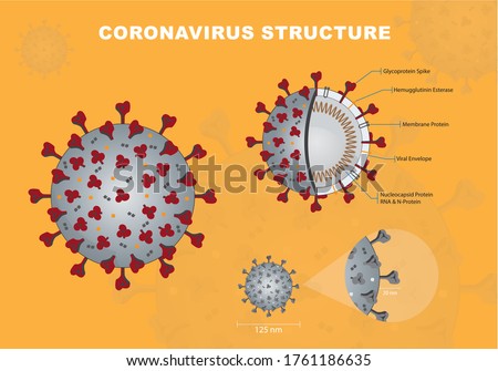 Coronavirus or Covid19 or Sar COV 2 cross section model. Coronavirus - Enveloped virus structure vector illustration graphic