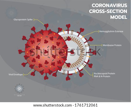 Coronavirus or Covid19 or Sar COV 2 cross section model. Coronavirus - Enveloped virus structure vector illustration graphic